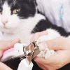 Pet Nail Clippers for Cats and Dogs