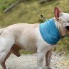 Cooling Pet Bandana
