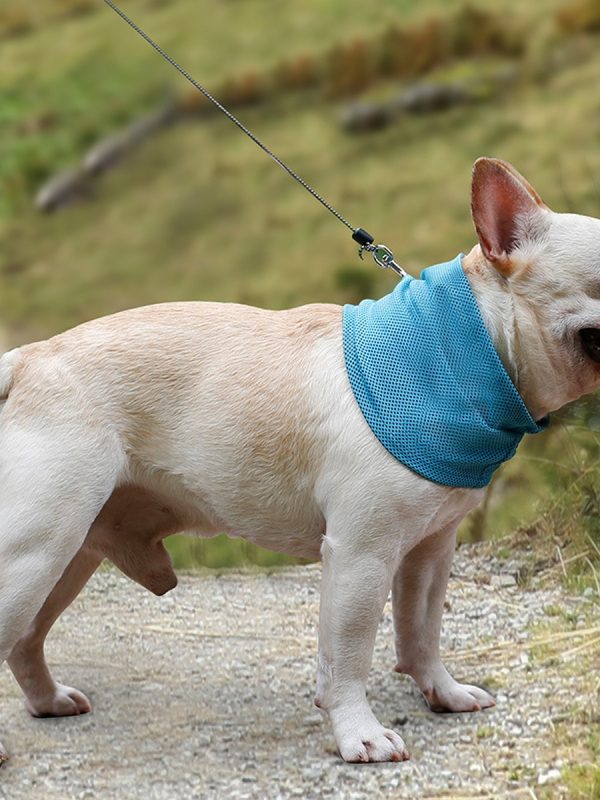 Cooling Pet Bandana